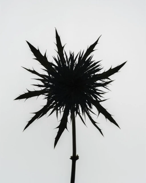 Striking close-up photo of a spiky dark thistle silhouetted against a bright white background, showcasing its intricate texture and unique shape.