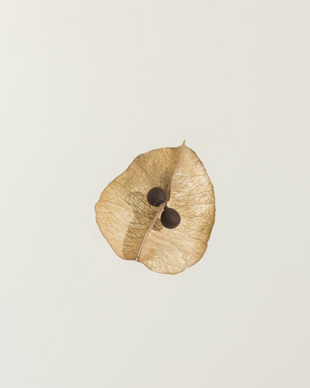 Close-up studio shot of a dried seed pod with two brown seeds. The pod is tan with dark veins and rests on a solid off-white background.