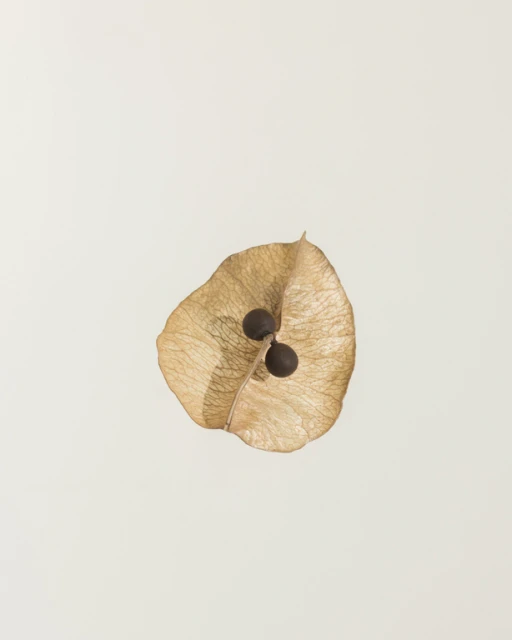 Close-up studio shot of a dried seed pod with two brown seeds. The pod is tan with dark veins and rests on a solid off-white background.