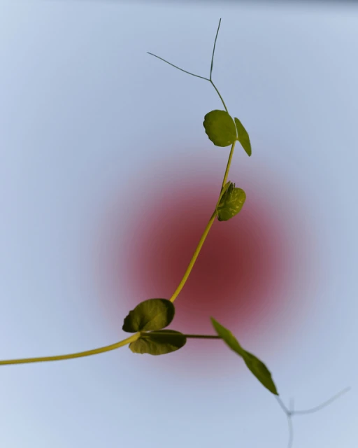 A vibrant green plant stem with small round leaves stretches upward against a blurred red and blue background in a soft, dreamy composition.