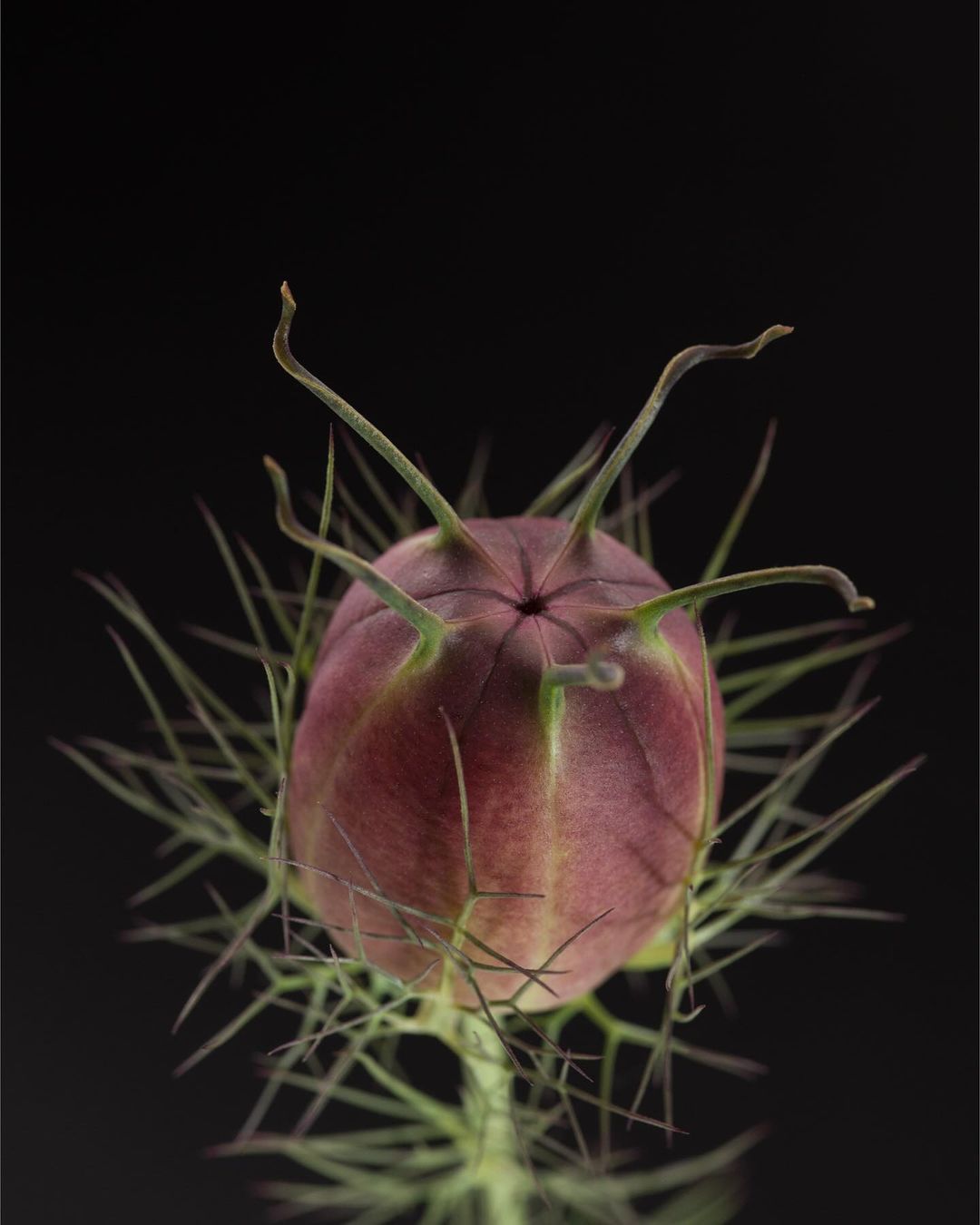 Macro photograph of a maroon and green nigella seed pod against a solid black background, showcasing botanical details and textures.