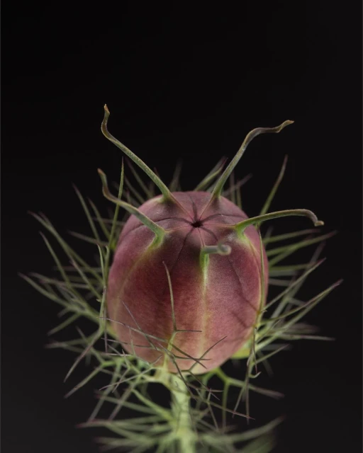Macro photograph of a maroon and green nigella seed pod against a solid black background, showcasing botanical details and textures.