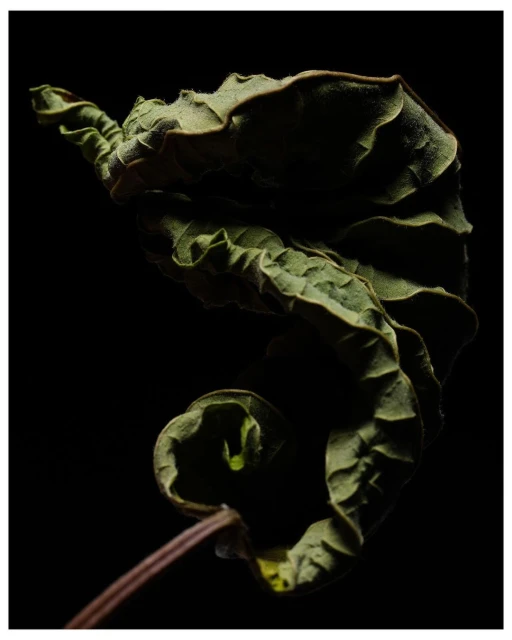 Wilted green leaf with curled edges isolated against a black background, showing texture and shadow play on the leaf's surface.