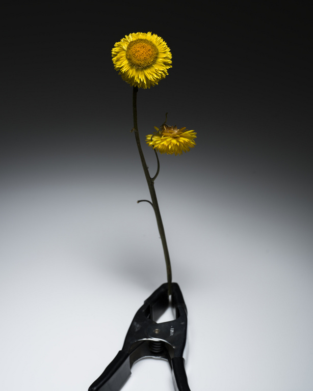 Still life of two yellow strawflowers on a single stem, held in a black plastic clamp against a grey gradient background.