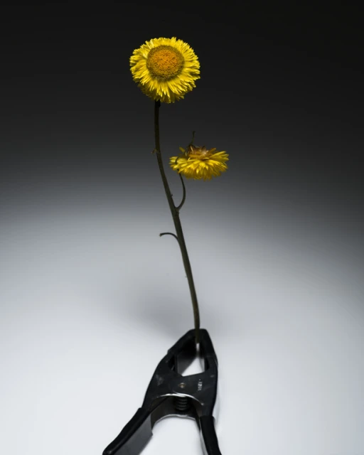 Still life of two yellow strawflowers on a single stem, held in a black plastic clamp against a grey gradient background.