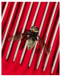 Macro view of an insect resting upside down on vertical silver metal prongs against a vibrant red background.