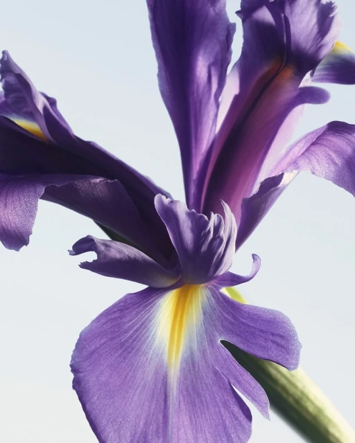 Close-up shot of a purple iris flower featuring detailed petal textures and a soft, light background, showcasing the flower's beauty.