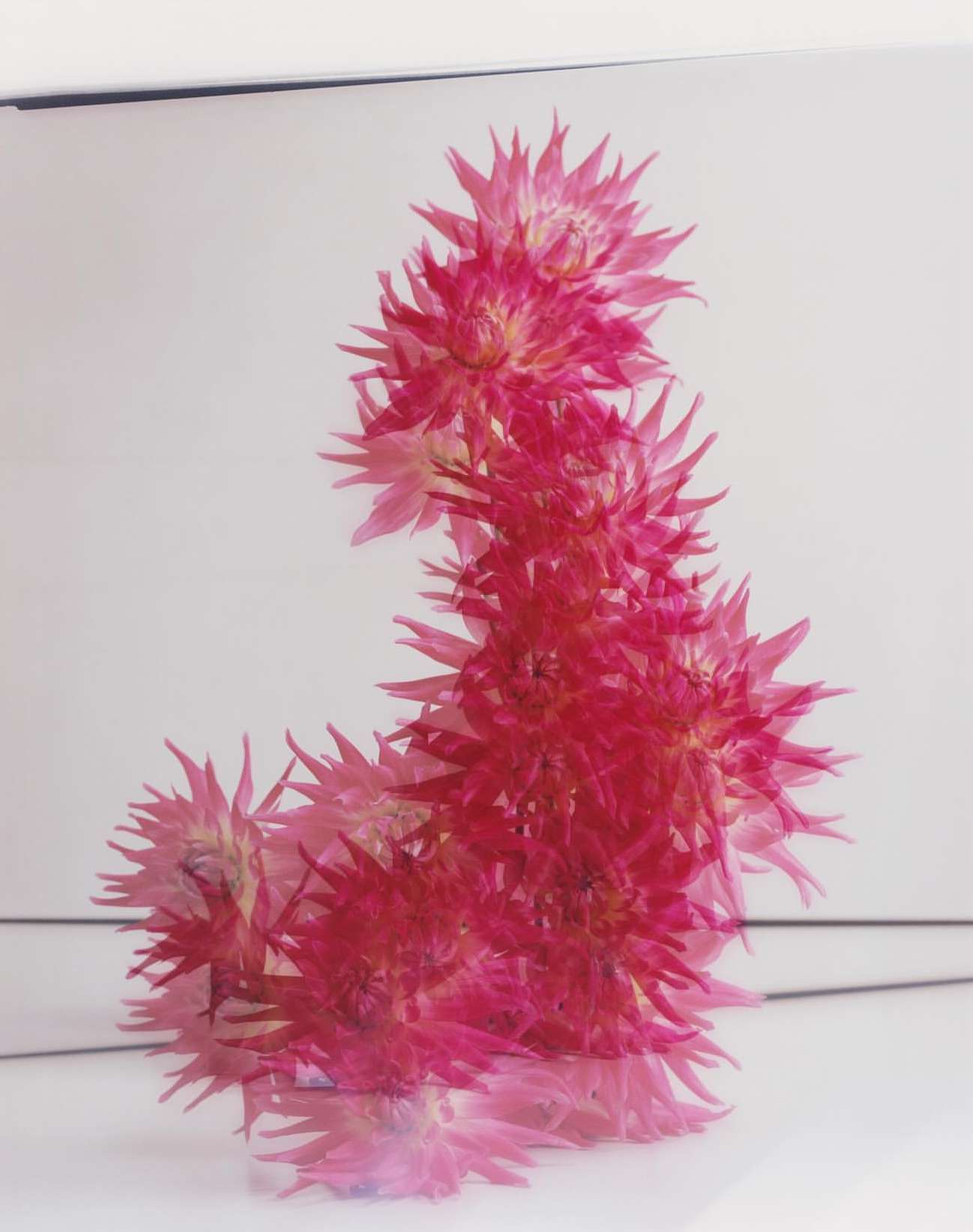 Multiple pink dahlias arranged in a curved, stacked formation against a white background, creating a visually striking floral arrangement.