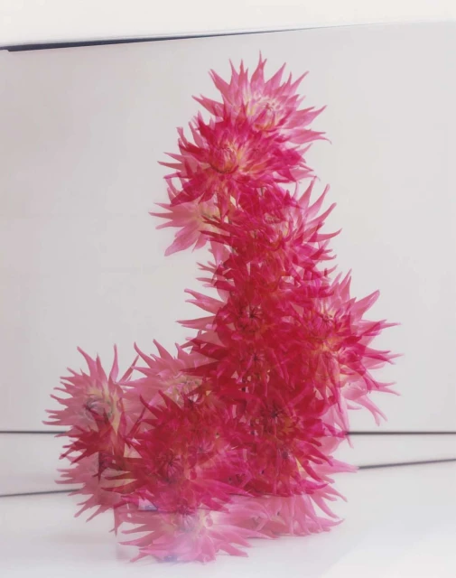 Multiple pink dahlias arranged in a curved, stacked formation against a white background, creating a visually striking floral arrangement.