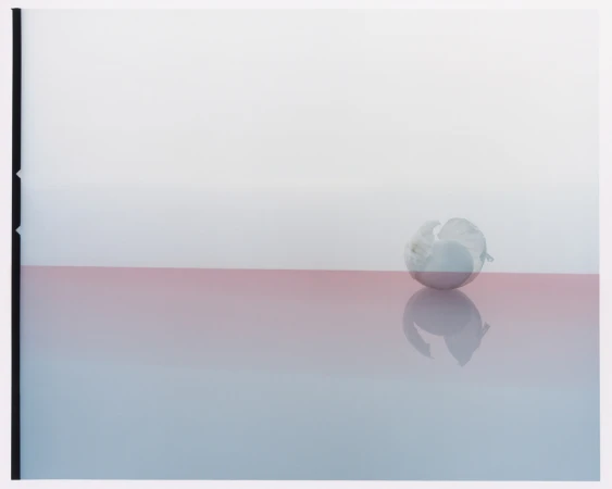 Still life photography with a white Physalis fruit reflected on a pink surface against a white background, in a studio setting.