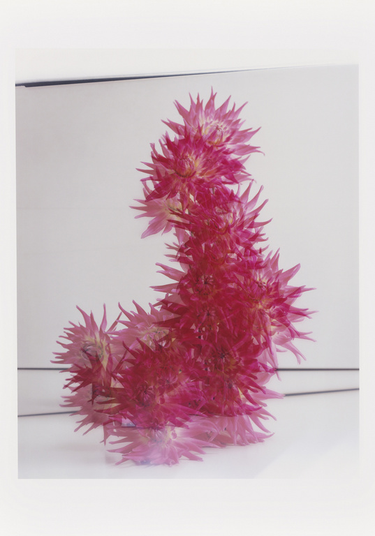 Abstract still life of pink star-shaped flowers arranged in a vertical, curving form on a white surface, with bright lighting.