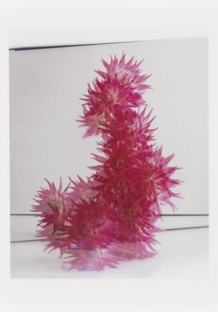 Abstract still life of pink star-shaped flowers arranged in a vertical, curving form on a white surface, with bright lighting.