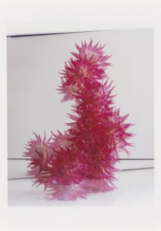 Abstract still life of pink star-shaped flowers arranged in a vertical, curving form on a white surface, with bright lighting.