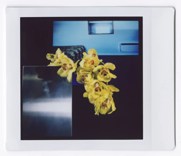 Close-up of a yellow orchid blossom against a dark background with a partially visible blue wall and a reflective square object.