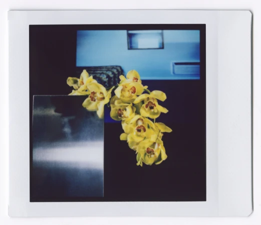 Close-up of a yellow orchid blossom against a dark background with a partially visible blue wall and a reflective square object.