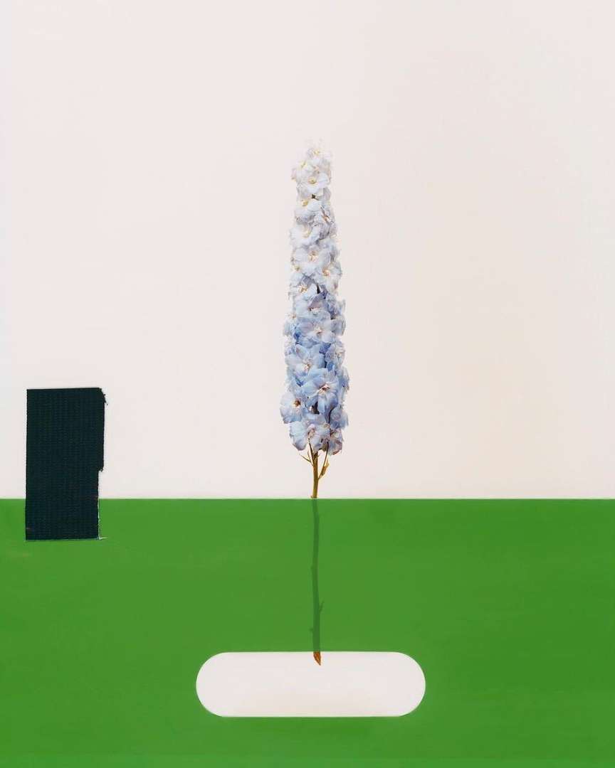 An illustration shows a single blue delphinium flower against white, complemented by a geometric green ground and a black rectangle.