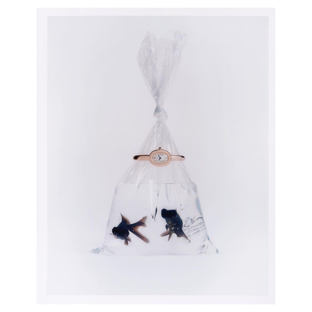 Wristwatch on a plastic bag filled with water and two black goldfish on a white backdrop in a brightly lit studio setting.