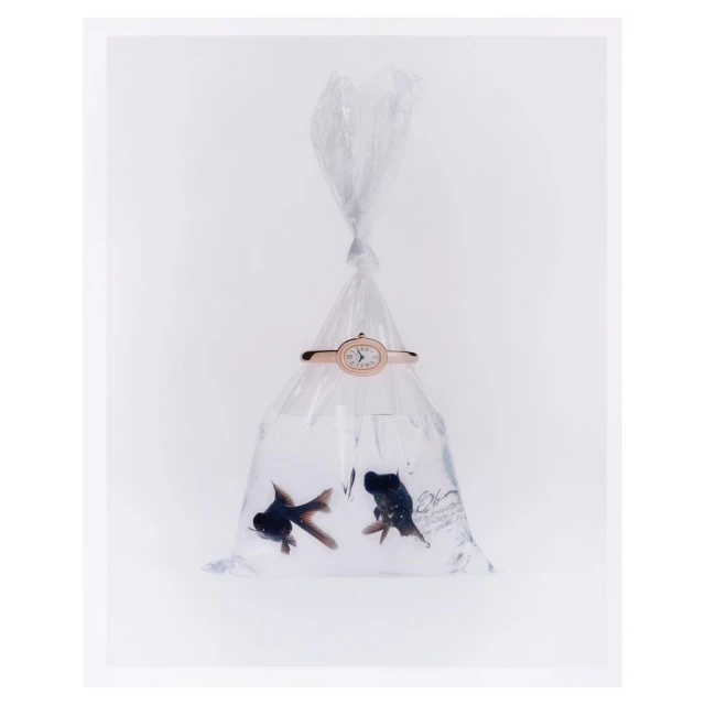 Wristwatch on a plastic bag filled with water and two black goldfish on a white backdrop in a brightly lit studio setting.