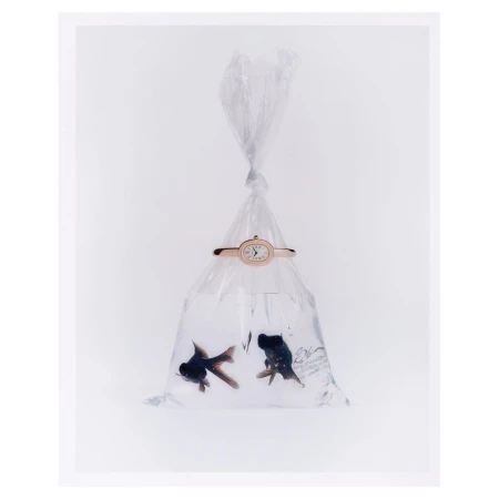 Wristwatch on a plastic bag filled with water and two black goldfish on a white backdrop in a brightly lit studio setting.