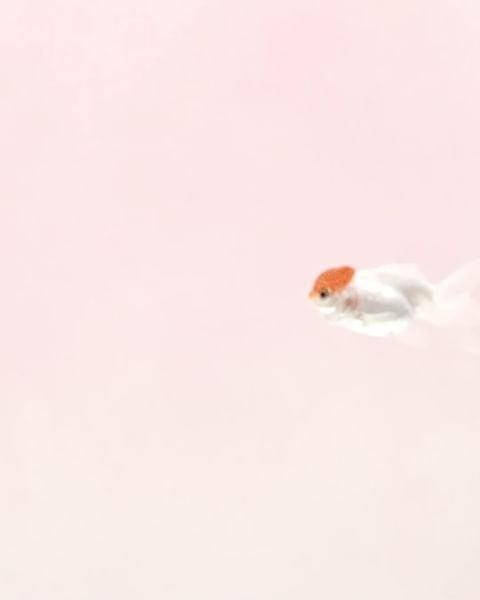 Minimalist pink and white image of a single goldfish swimming, showcasing the fish's white body and orange head in clear water.