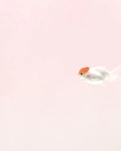 Minimalist pink and white image of a single goldfish swimming, showcasing the fish's white body and orange head in clear water.
