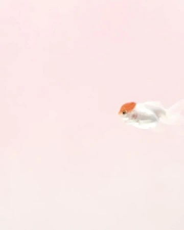 Minimalist pink and white image of a single goldfish swimming, showcasing the fish's white body and orange head in clear water.