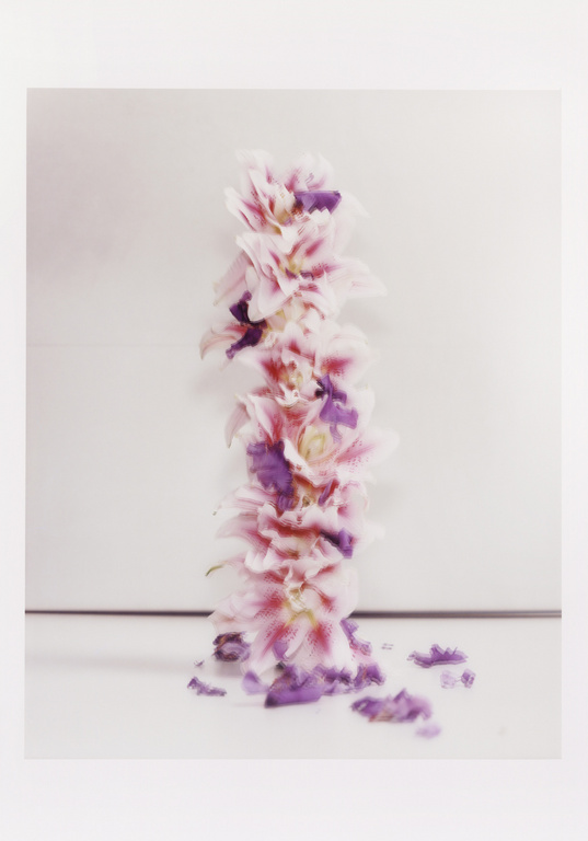 Close-up shot of a tall stack of pink and purple flower blossoms against a gradient white and light gray background indoors.