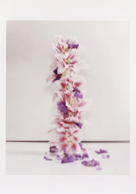 Close-up shot of a tall stack of pink and purple flower blossoms against a gradient white and light gray background indoors.