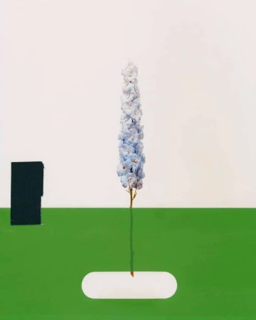 Tall pale blue delphinium flower spike standing upright against a minimalist white background with a horizontal green bar and black block.