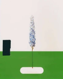 Tall pale blue delphinium flower spike standing upright against a minimalist white background with a horizontal green bar and black block.