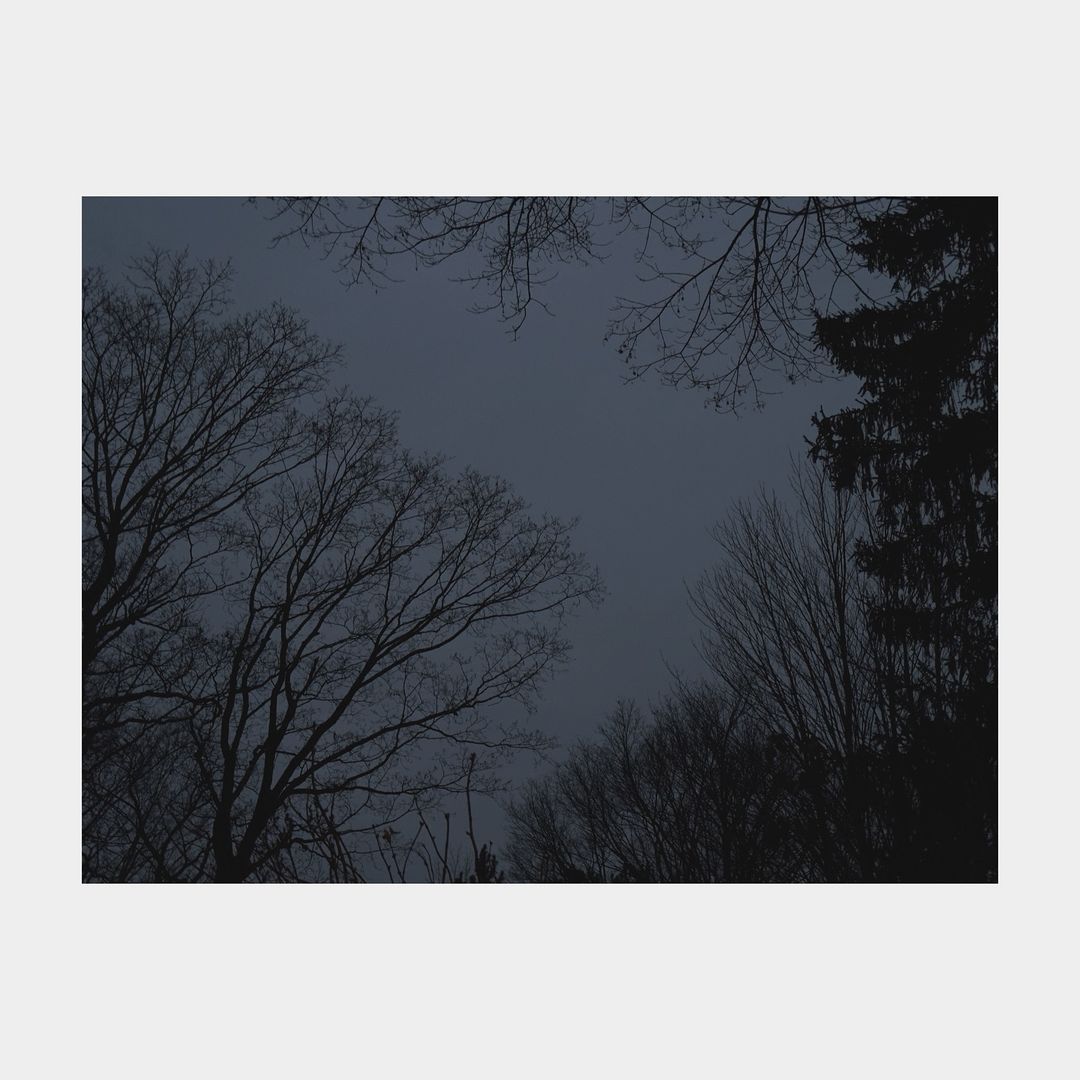 Low-angle view of silhouetted bare trees and pine tree against a dark, overcast sky.