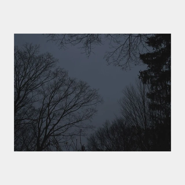 Low-angle view of silhouetted bare trees and pine tree against a dark, overcast sky.