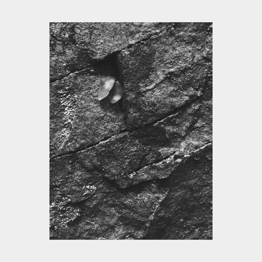 High-angle, monochrome shot of a weathered rock surface with a small plant emerging from a crevice, set against a neutral background.