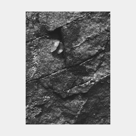 High-angle, monochrome shot of a weathered rock surface with a small plant emerging from a crevice, set against a neutral background.