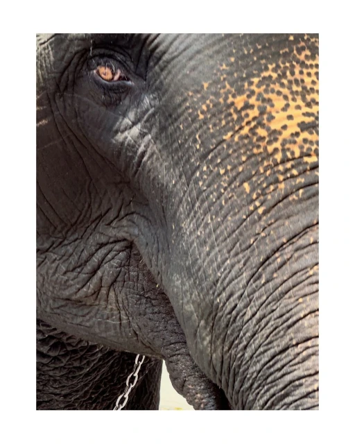 Close-up shot of an Asian elephant's face showing the details of its wrinkled skin and eye, and a chain around its neck.