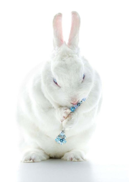 Close-up studio shot of a white rabbit with long ears, wearing a blue beaded necklace and pendant. High-key lighting on white background.