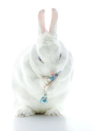 White rabbit holding a beaded blue jewelry piece with paws against a bright white background