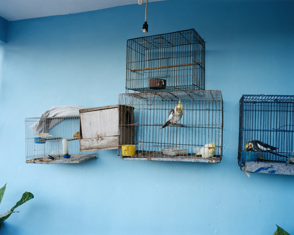 Several colorful cockatiels perch inside wire cages mounted on a blue wall, creating an aviary-like atmosphere in an indoor setting.