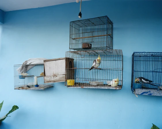 Several colorful cockatiels perch inside wire cages mounted on a blue wall, creating an aviary-like atmosphere in an indoor setting.
