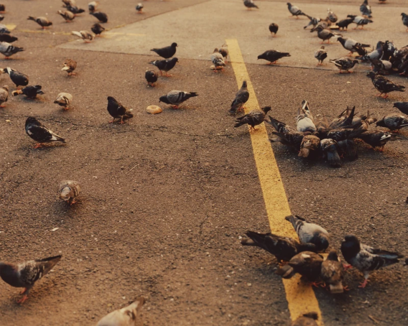 Many pigeons gathered on a concrete surface, some eating food, in a street or public space during daytime, creating a dense, urban wildlife scene.
