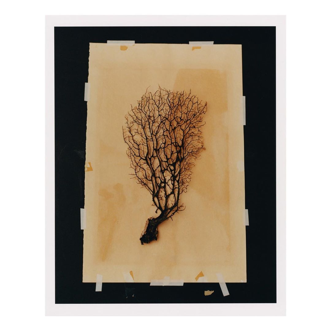 Sea fan specimen on tan paper taped to black surface, framed in white, artistic display of natural history object, graphic presentation.