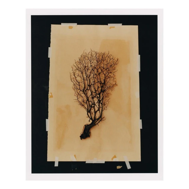 Sea fan specimen on tan paper taped to black surface, framed in white, artistic display of natural history object, graphic presentation.