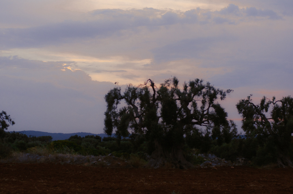 Scenic dusk landscape with olive trees in silhouette under a sky with pastel hues of purple and orange near a plowed field.