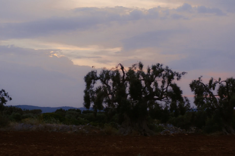 Scenic dusk landscape with olive trees in silhouette under a sky with pastel hues of purple and orange near a plowed field.