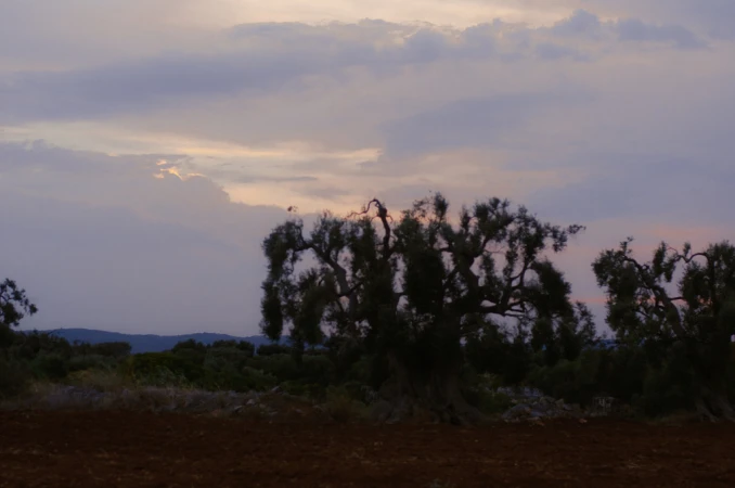 Scenic dusk landscape with olive trees in silhouette under a sky with pastel hues of purple and orange near a plowed field.