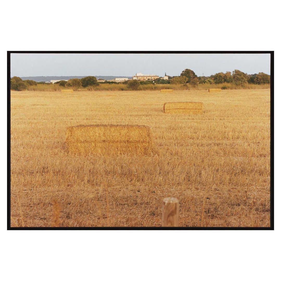 Golden hay bales in a field under a clear sky, portraying rural agricultural scenery with harvested land and a distant building.