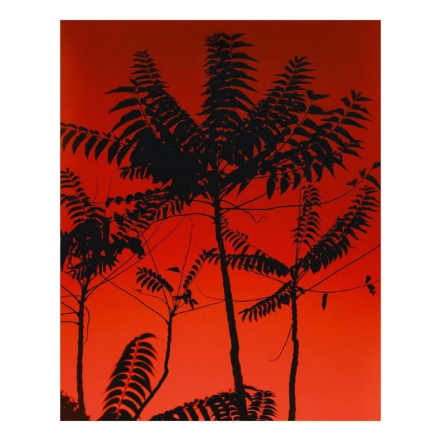Silhouette of fern trees set against a fiery orange gradient background in a nature or botanical image for environmental awareness.
