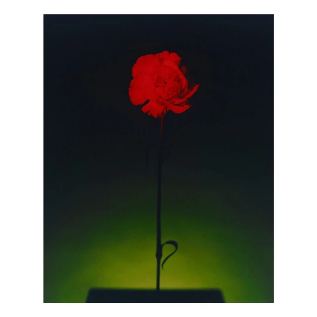 Floral still life featuring a single red flower against a dark, muted green gradient background, with subtle surface reflections.