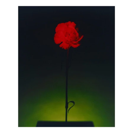 Floral still life featuring a single red flower against a dark, muted green gradient background, with subtle surface reflections.