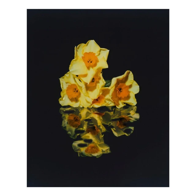 Still life photograph of a cluster of vibrant yellow daffodils with orange centers, reflecting on a glossy black surface.